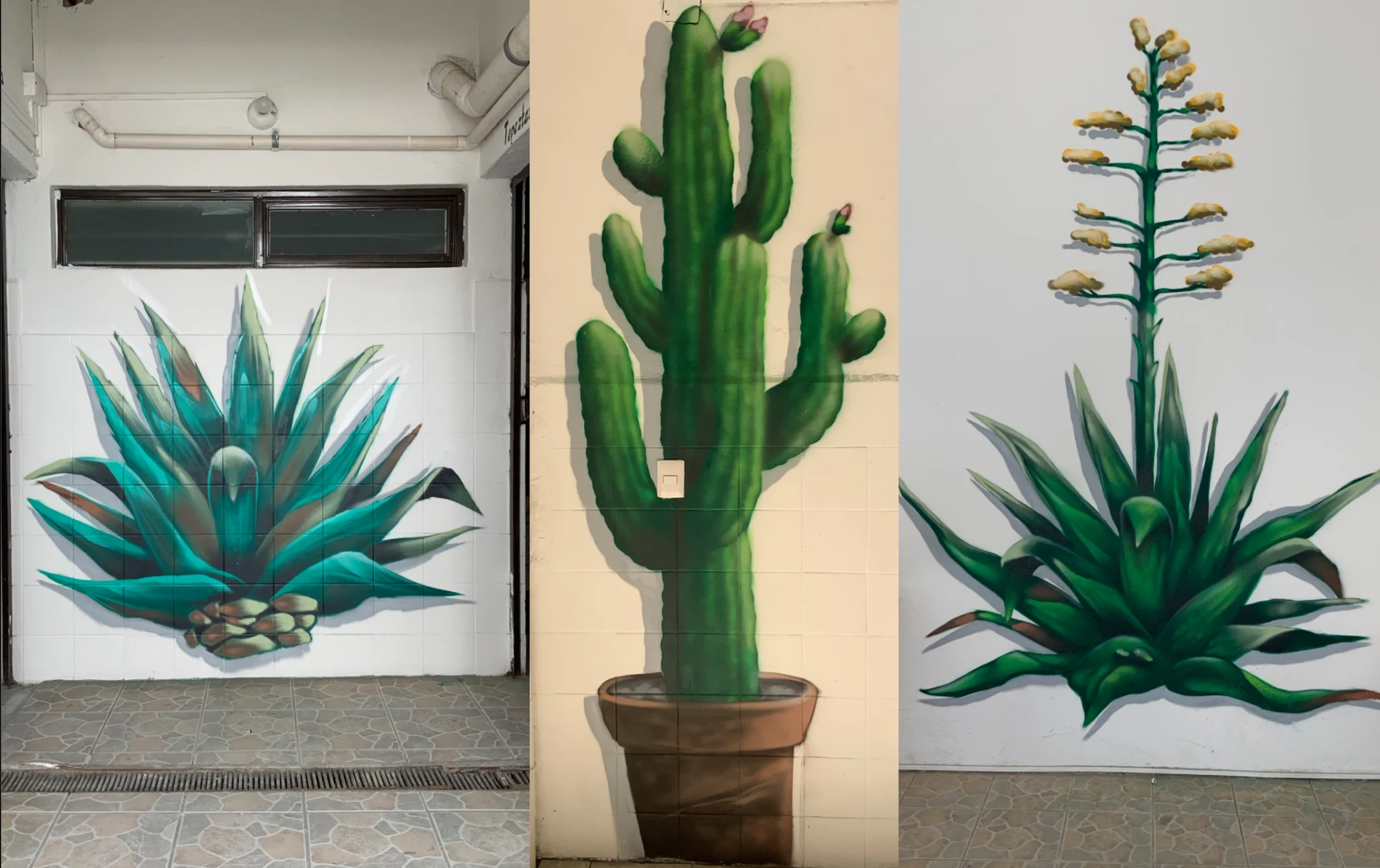 Three botanical murals of agave and cactus plants painted on interior walls in Oaxaca, Mexico